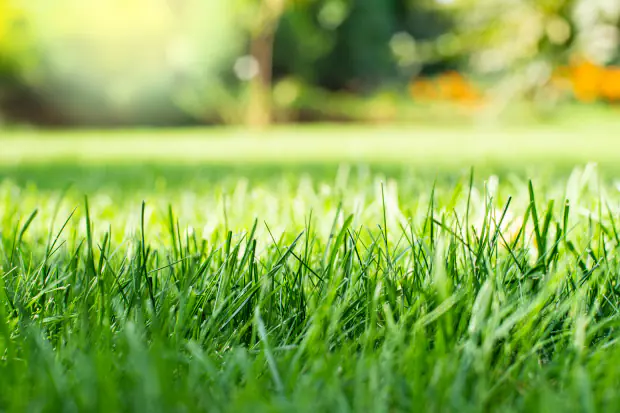 Gepflegter Rasen in sattem Grün